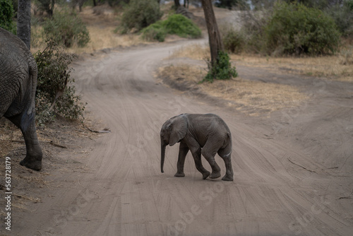 baby elephant crossing the road photo