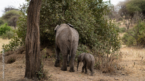 baby elephant seeking shelter from mother photo