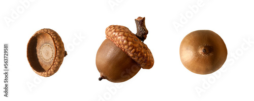 Bild auf Leinwand Acorns set isolated