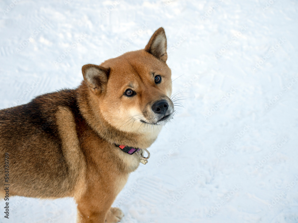 Japanese red coat dog is in winter forest. Portrait of beautiful Shiba inu male standing in the forest on the snow and trees background. High quality photo. Walk in winter Japanese red coat dog is in winter forest. Portrait of beautiful Shiba inu male standing in the forest on the snow and trees background. High quality photo. Walk in winter