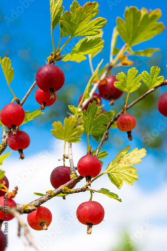 Bunch of vibrant juicy red gooseberries growing on the shrub. Closeup of harvest of gooseberry plant ready for crop