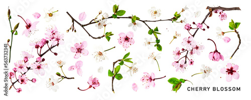 Cherry blossom. Pink and white spring flowers. PNG with transparent background. Flat lay. Without shadow.