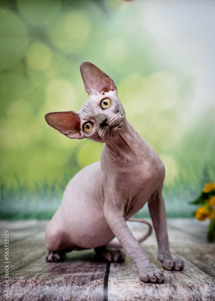Cute hairless cat with beautiful eyes poses for a photo