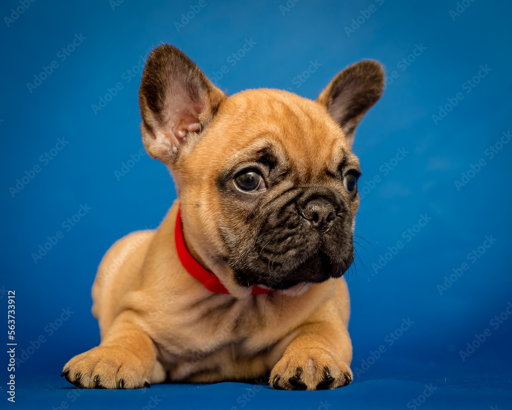 Cute little puppy in a collar lies on a blue background. The breed of the dog is the French bulldog
