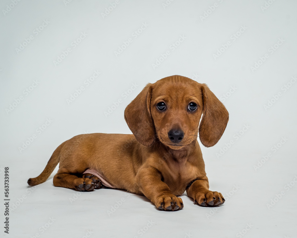 Cute little puppy is posing for a photo on white background. The breed of the dog is the Pygmy Dachshund