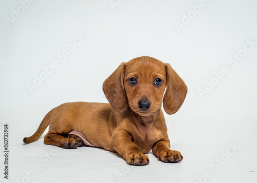  Cute little puppy is posing for a photo on white background. The breed of the dog is the Pygmy Dachshund