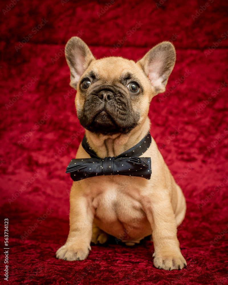 Cute puppy with a bow around his neck poses for a photo. The breed of the dog is the French bulldog
