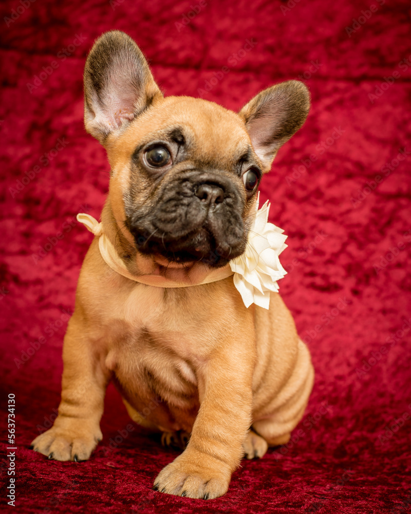 Cute puppy with a flower around its neck poses for a photo. The breed of the dog is the French bulldog