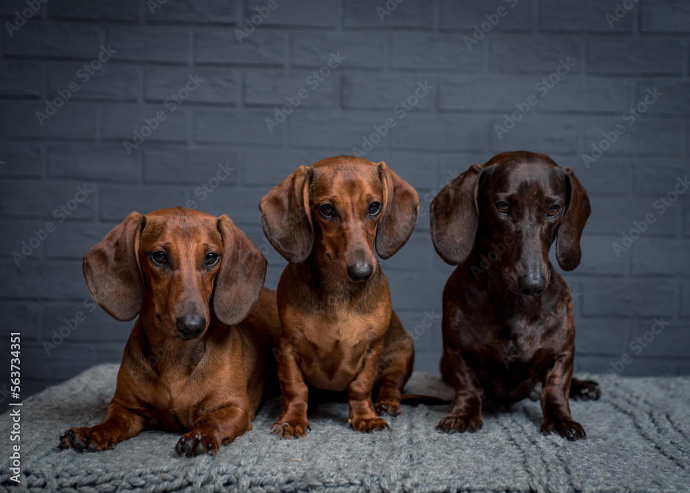 Three cute dogs lie near a gray brick wall. The breed of the dog is the Dachshund