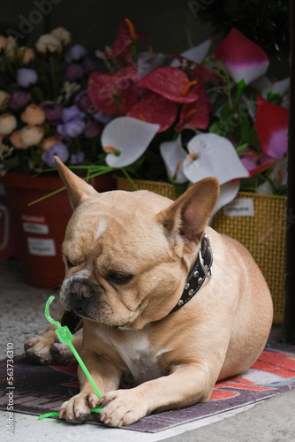 Close up playful french bulldog playing with a toy inside a shop. Selective focus.