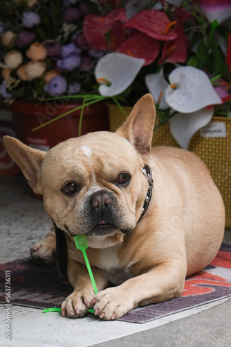 Close up playful french bulldog playing with a toy inside a shop. Selective focus. © AliRza