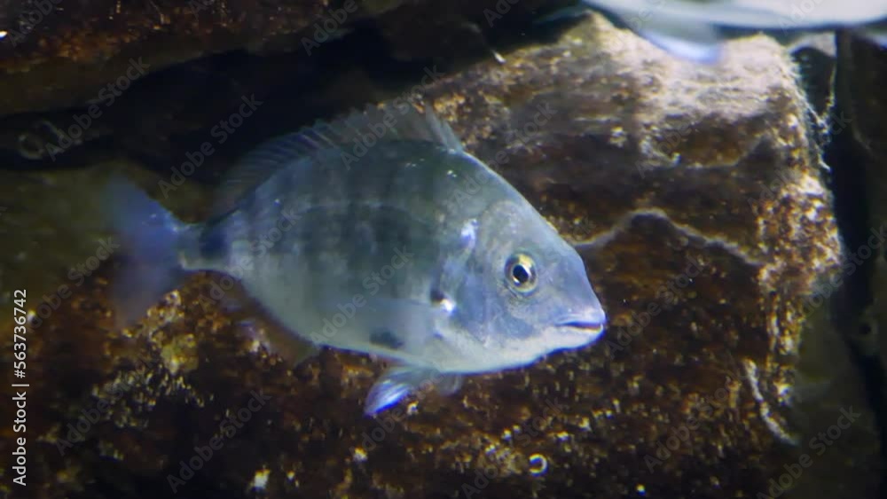 Sargo (Diplodus sargus) between rocks Sargo (Diplodus sargus) between rocks