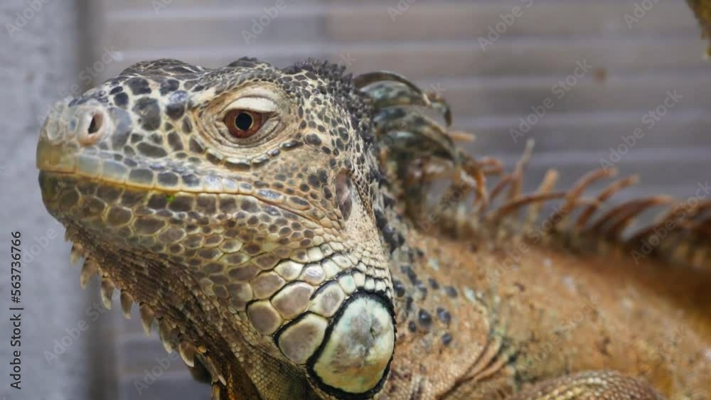 Green iguana (Iguana iguana) in captivity, close-up Green iguana (Iguana iguana) in captivity, close-up