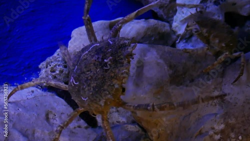 European spider crab (Maja squinado) dueling in captivity photo