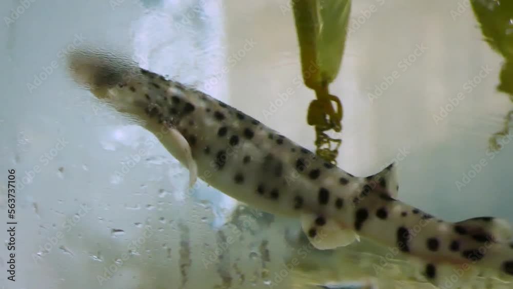 A newly hatched small-spotted catshark (Scyliorhinus canicula) swimming between egg capsules in an aquarium A newly hatched small-spotted catshark (Scyliorhinus canicula) swimming between egg capsules in an aquarium