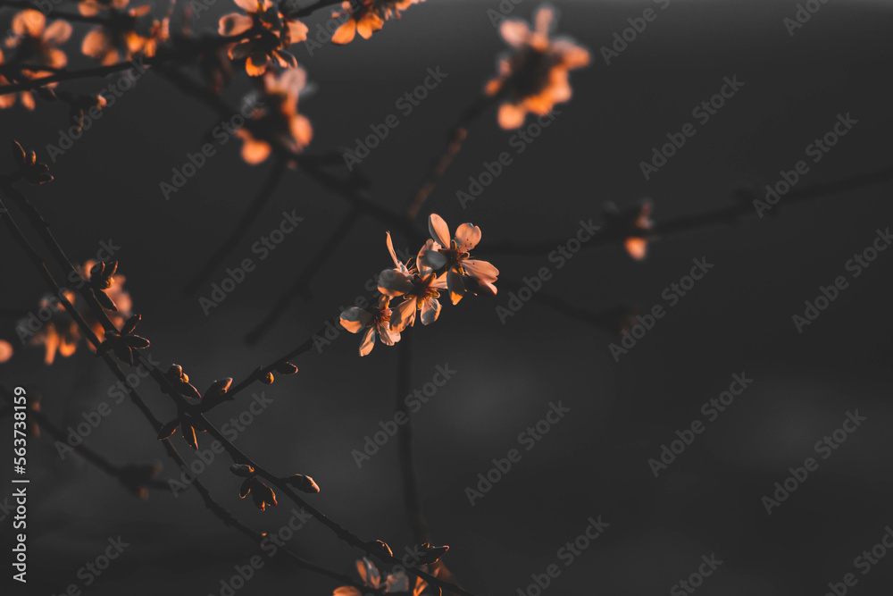 flor branca flor branca