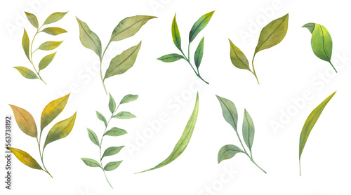Set of watercolor leaves, hand drawn botanical illustration of green leaves. Ideal for composition, wedding cards, prints, patterns, packaging design.
