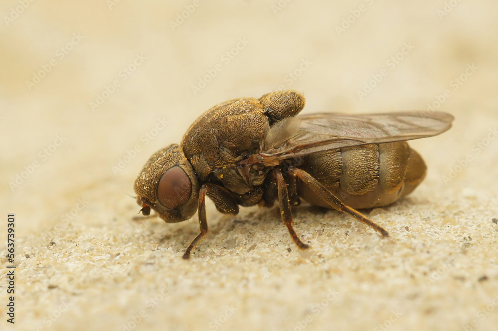 Closeup on a Stor cigargalle-fritflue parasite fly,Lipara lucens, sitting on stone Closeup on a Stor cigargalle-fritflue parasite fly,Lipara lucens, sitting on stone