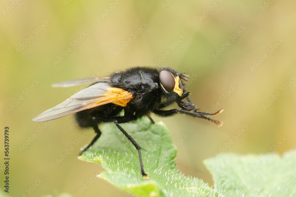 Closeup on a black and orange Noonday fly, Mesembrina meridiana sitting on a green leaf Closeup on a black and orange Noonday fly, Mesembrina meridiana sitting on a green leaf