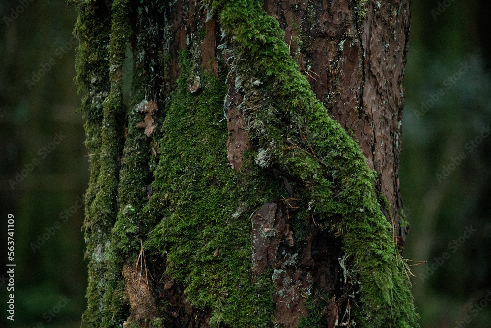 forest mystical background cracked tree bark covered with bright green moss forest mystical background cracked tree bark covered with bright green moss