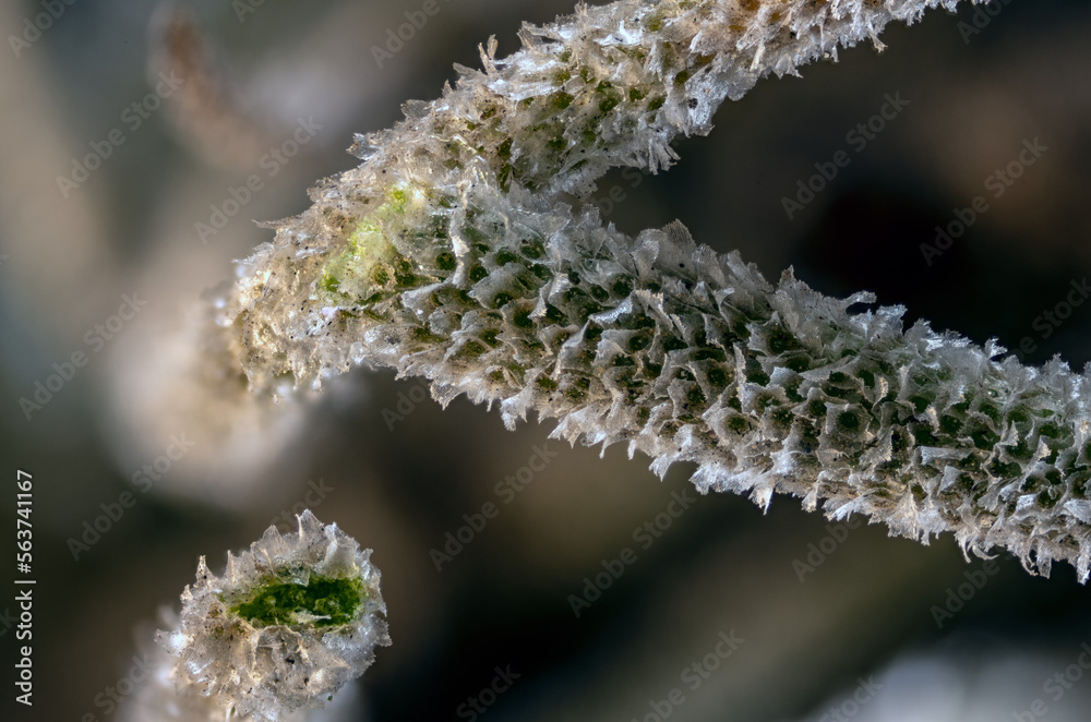 Texas ball moss (Tillandsia recurvata) leaf under high magnification. Texas ball moss (Tillandsia recurvata) leaf under high magnification.