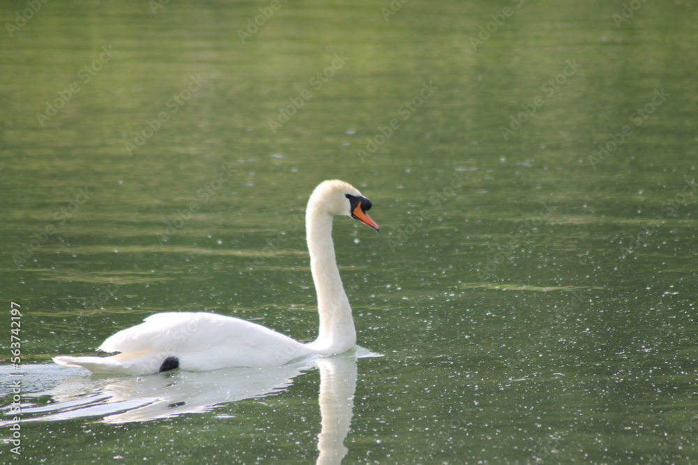 Fototapeta premium cygne