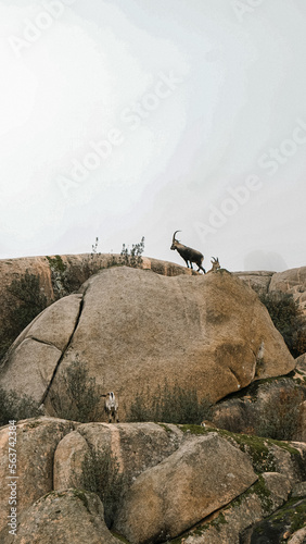 cabras en la pedriza