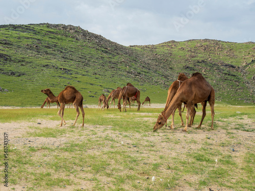 camel in green saudi arabia desert