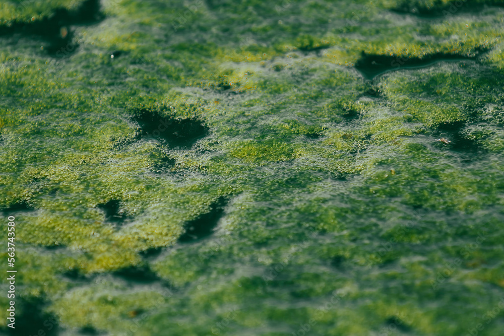 Green algae on the water surface. Green natural texture