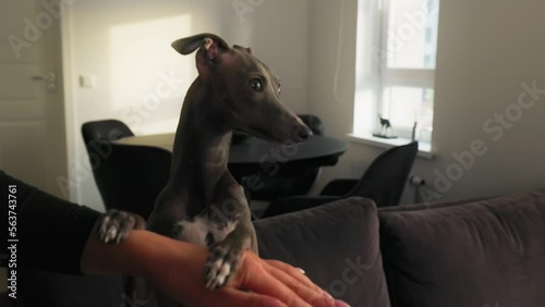 Little Italian Greyhound dog is holding her human mom's hand at home photo