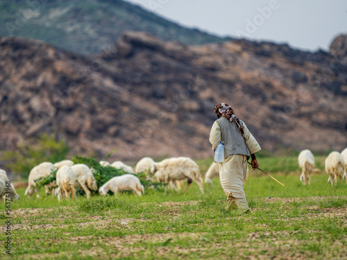 goat farming in saudi desert 