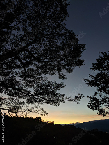 Silueta de arboles en el atardecer