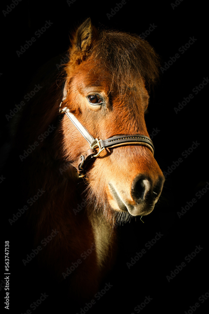 Fototapeta premium beautiful brown small mini shetland pony is standing in the sunshin in the door of the barn