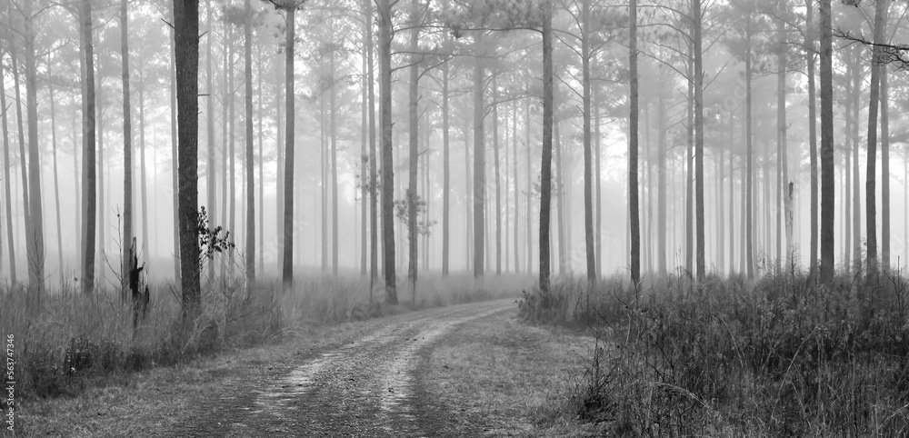 Empty dirt path road through the tall forest pine trees in Georgia Empty dirt path road through the tall forest pine trees in Georgia