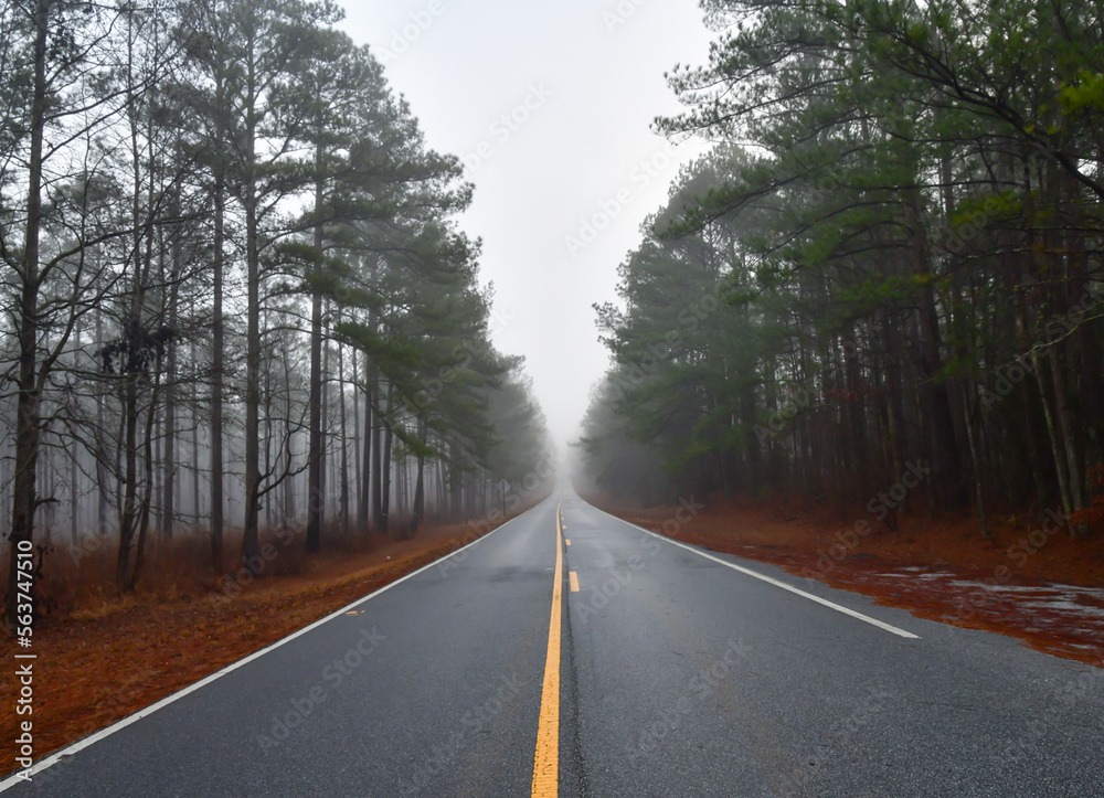 Empty paved highway road through the tall Georgia pine trees