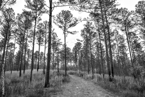 Fototapeta Naklejka Na Ścianę i Meble -  Empty dirt path road through the tall forest pine trees in Georgia