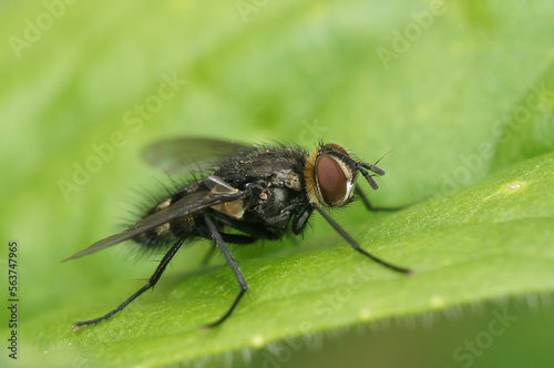 Closeup on a small European parasitic tachinid fly, Nemorilla floralis, sitting on a green leaf