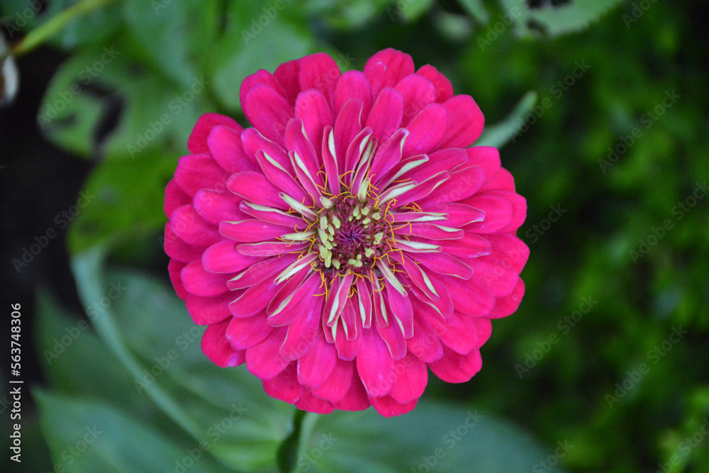 Fototapeta premium Zinnia flowers colorful beautiful fresh flowers