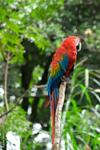 Close up alone red yellow green blue macaw on the tree with blurred forest background. Selective focus. Open space area.  © AliRza