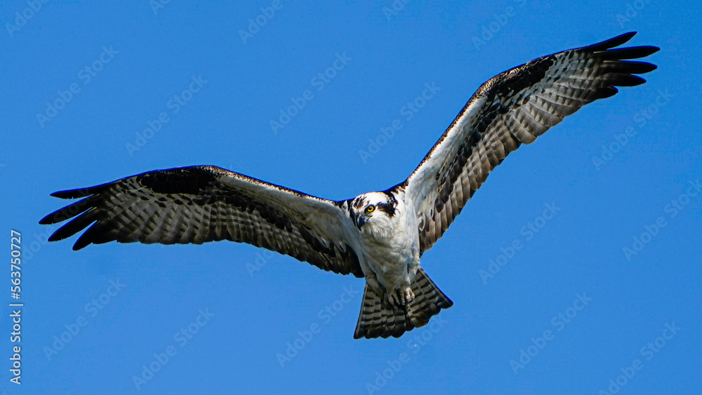 Obraz premium pelican in flight