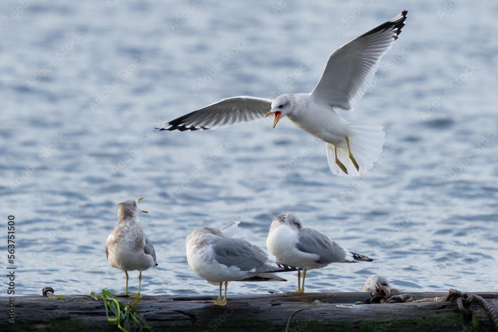 Short-Billed Gull Lands Noisily Among Friends Short-Billed Gull Lands Noisily Among Friends