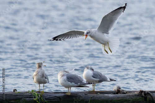 Short-Billed Gull Lands Noisily Among Friends