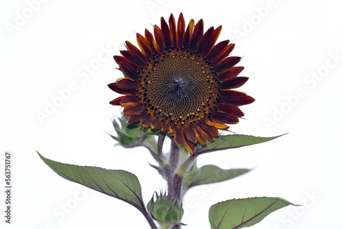Helianthus annuus sunflower plant in bloom
