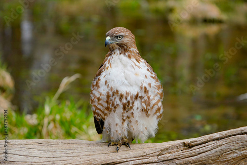 red tailed hawk