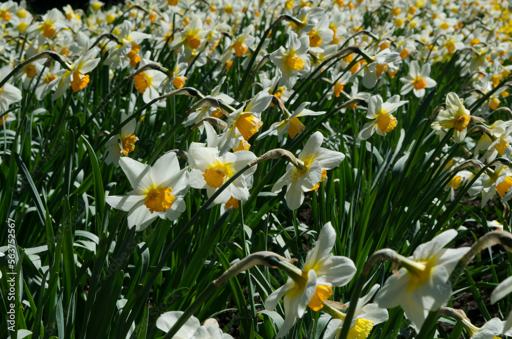daffodils, planting of white daffodils flowers daffodils, planting of white daffodils flowers