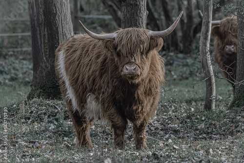 scottish highland cow