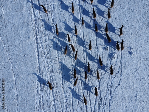 aerial view of a deer herd migrating near Jackson Hole in the snow