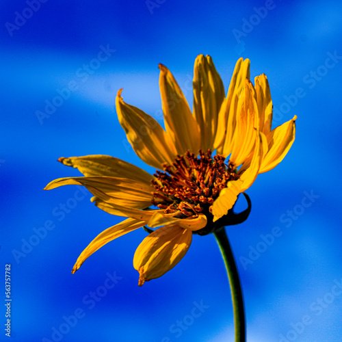 yellow flower and blue sky