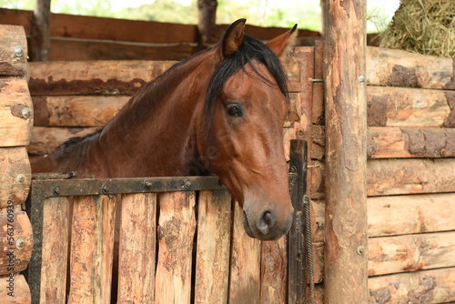 Horse in a stable on a farm. Horseback riding is therapeutic