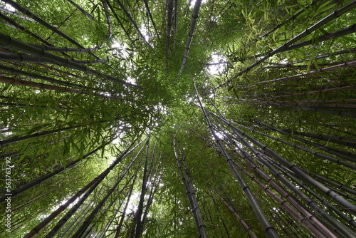 Looking straight up in a thick bamboo forest